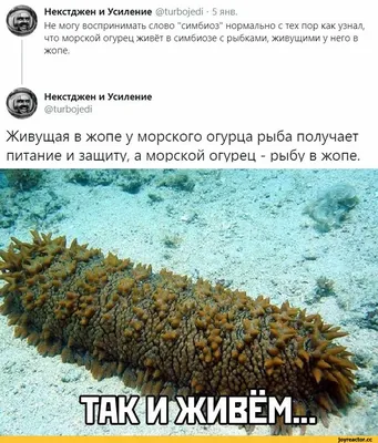 Кожа морского огурца под микроскопом в стократном увеличении / фото :: морской  огурец / смешные картинки и другие приколы: комиксы, гиф анимация, видео,  лучший интеллектуальный юмор.