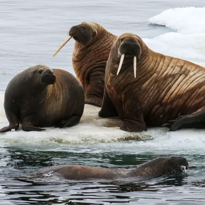 Морж (лат. Odobenus rosmarus) , фото моржей