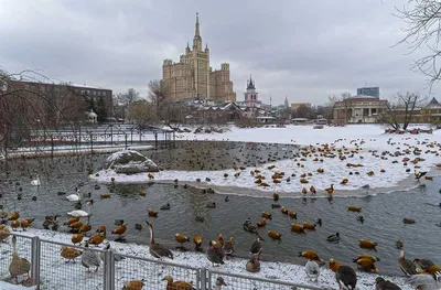 Аудиоэкскурсия для всей семьи в Московский зоопарк