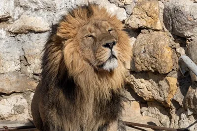 Фото животных Московского зоопарка 2023 - MoscowZoo