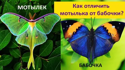 Раскраска Мотылек | Раскраски бабочек. Рисунки бабочек, картинки бабочек