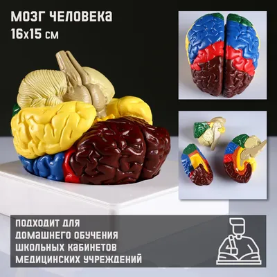 Макет Мозг человека разборный, 10*10 см | AliExpress