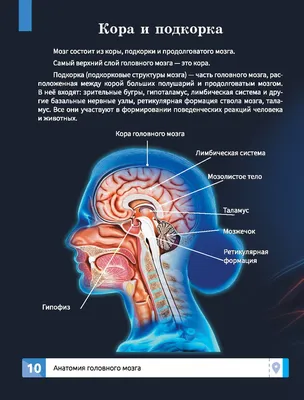 Модель мозг человека с артериями 8 частей 1:1 (ID#940358298), цена: 1800 ₴,  купить на Prom.ua