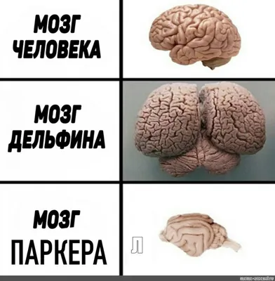 В России разрабатывают программу по внедрению микрочипов в мозг людей |  22.06.2021 | Грозный - БезФормата