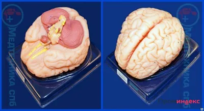 3D анатомическая модель головы и головного мозга человека в масштабе 1:1  (id 106288426), купить в Казахстане, цена на Satu.kz