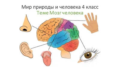 СМИ: впервые удалось воссоздать изображение из мозга человека с помощью ИИ  - 16.12.2023, Sputnik Кыргызстан