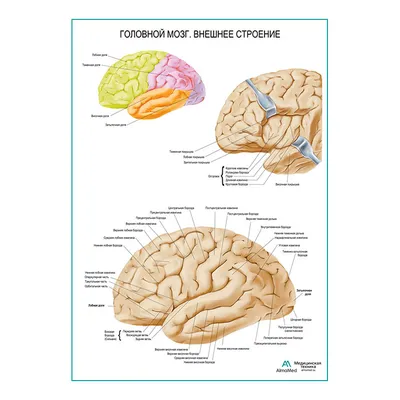 Головной мозг схемы : нормальная анатомия | e-Anatomy