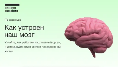 Мозг проходит через большую «перестройку» после 40 лет / Хабр