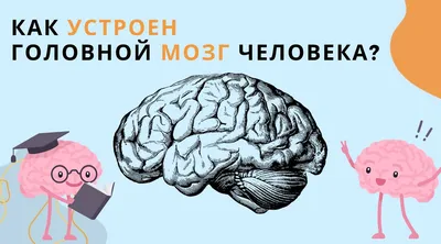 Психиатр назвала два популярных напитка, которые разрушают мозг - Чемпионат