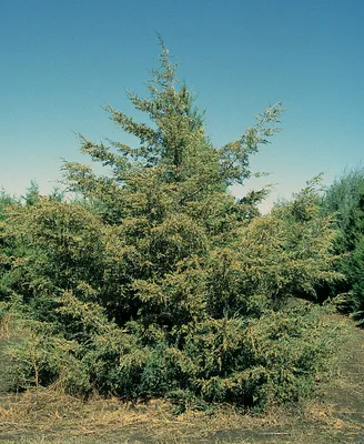 Juniperus chinensis 'Spartan', Можжевельник китайский  'Спартан'|landshaft.info