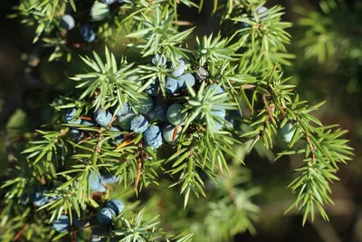 Можжевельник скальный (Juniperus scopulorum Blue Arrow), цена в Перми от  компании Питомник Макаровых