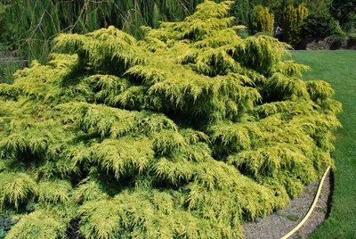 Juniperus horizontalis 'Icee Blue', Можжевельник ползучий 'Айси Блу'