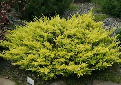 Можжевельник Лайм Глоу С5, (Juniperus Lime Glow) | САД ПОЛТАВИ