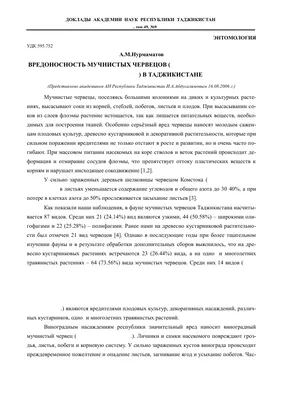 Уход за толстянкой - Форум - Толстянка древовидная - Толстянка - Суккуленты  - Комнатные растения - GreenInfo.ru