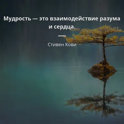 Мудрость — это взаимодействие разума и сердца. - Стивен Кови #мудрость  #сердце | Мудрость, Цитата про путешествия, Мудрые цитаты