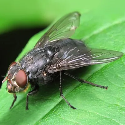 Полевая муха (Musca autumnalis) - Picture Insect