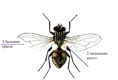 Муха - переносчик опасных инфекций