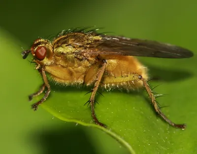 File:Муха(Diptera).jpg - Wikipedia