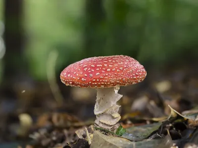 Мухомор красный (Amanita muscaria) – Грибы Сибири