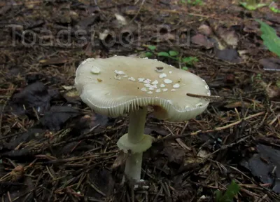 Мухомор красный (Amanita muscaria) фото и описание