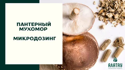 Тест: знаете ли вы мухоморы? Фото 12 видов с ответами и обьяснениями |  Грибной Дневник Лидии Бам | Дзен