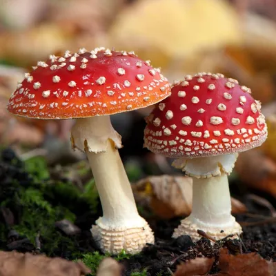 Мухомор красный (Amanita muscaria) - Природа Республики Мордовия