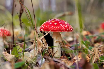 Мухомор зеленый (лат. Amanita phalloides)