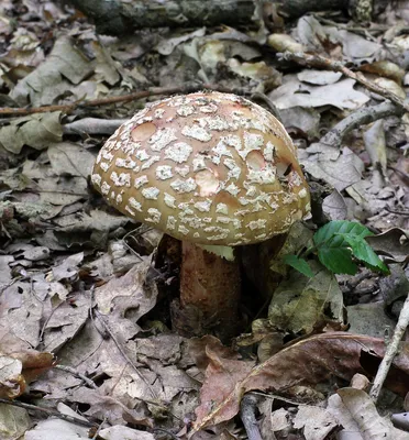 Amanita muscaria, мухомор красный