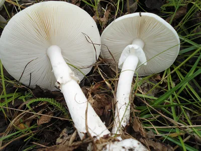 File:Мухомор (Amanita muscaria).jpg - Wikimedia Commons