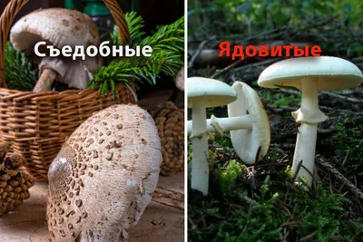 Мухомор красный (Amanita muscaria)