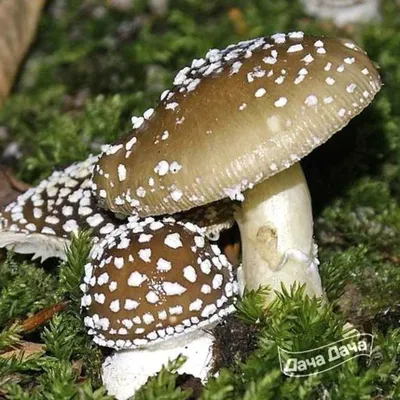 Купить Мухомор сушеный красный (Amanita Muscaria) в интернет магазине  PsiTown, мы доставим Мухомор красный, сухие шляпки (Amanita Muscaria) в  любую точку России и Планеты