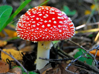 Мухомор красный (Amanita muscaria) – Грибы Сибири