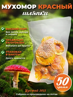 Amanita pantherina, мухомор пантерный