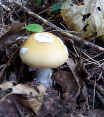 Amanita muscaria, мухомор красный