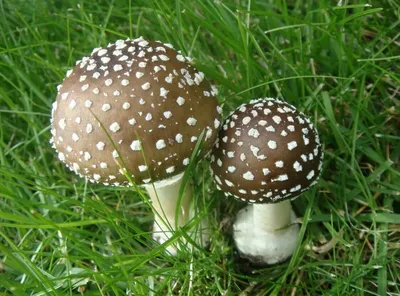 Мухомор пантерный (Amanita pantherina) – Грибы Сибири