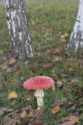 Мухомор красный сушёный (amanita muscaria). купить по доступной цене.