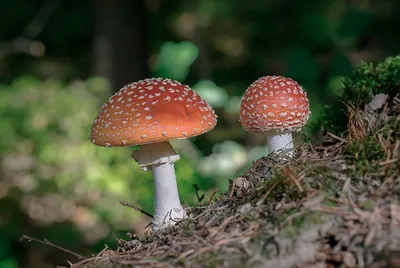 Мухомор зеленый (лат. Amanita phalloides)