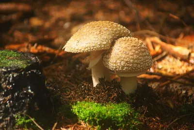 Мухомор красный (Amanita muscaria) - Picture Mushroom