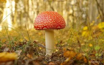 Мухомор красный (Amanita muscaria) - Природа Республики Мордовия