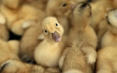 Описание и сравнение пород уток. 🐔Инкубационное яйцо и суточную птицу  можно заказать в нашем магазине. Поставки напрямую с птицефабрик и крупных  инкубаторов. 🐔