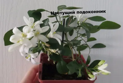 Мурайя метельчатая (Murraya paniculata)