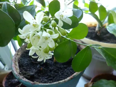 Мурайя метельчатая (Murraya paniculata)