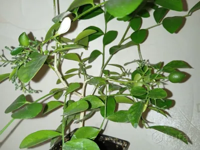 Мурайя метельчатая (Murraya paniculata)