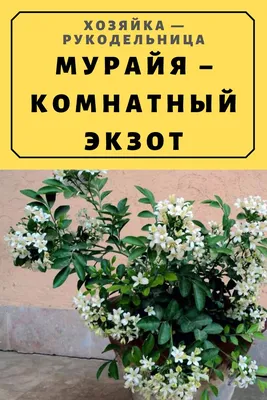 Мурайя, кімнатні рослини.: 70 грн. - Комнатные растения Киев на Olx