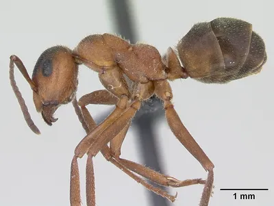 Увеличенный муравей 🐜 в траве» — создано в Шедевруме