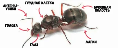 AntPlanet. Каталог муравьёв | Camponotus cf. nicobarensis (Рыжий реактивный  муравей).