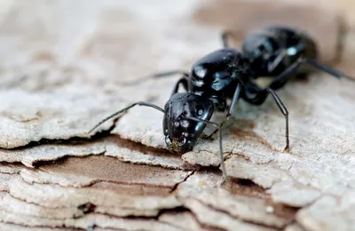 Купить Camponotus herculeanus