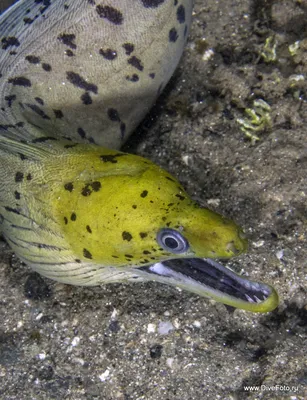 Фото Києва. Океанаріум «Морська казка». Леопардова мурена (Gymnothorax  favagineus), або Мурена сотова