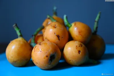 Мушмула японская (Eriobotrya japonica) — путеводитель по отдыху в Крыму