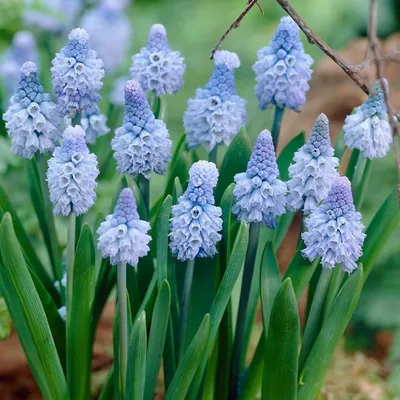 Мускари Azureum - Мускари - GardenPlants